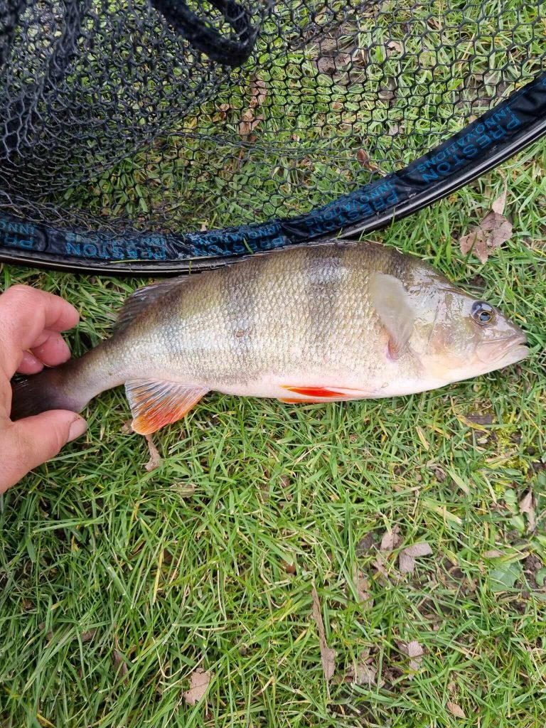 Northmoor Fisheries
