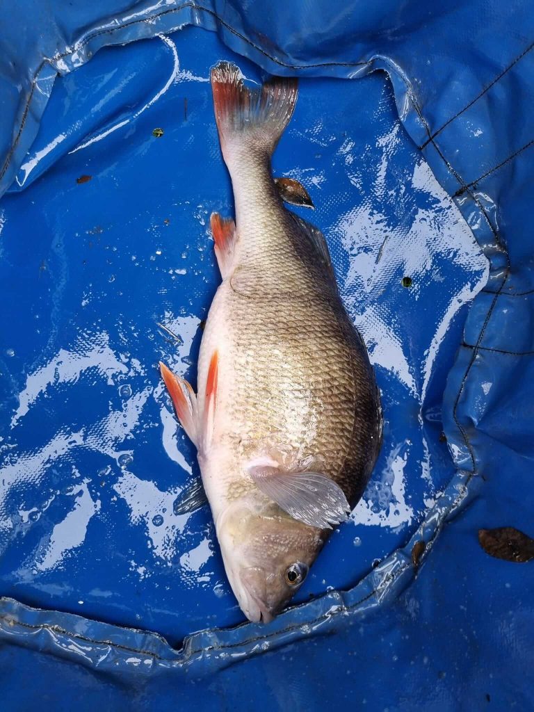 Northmoor Fisheries