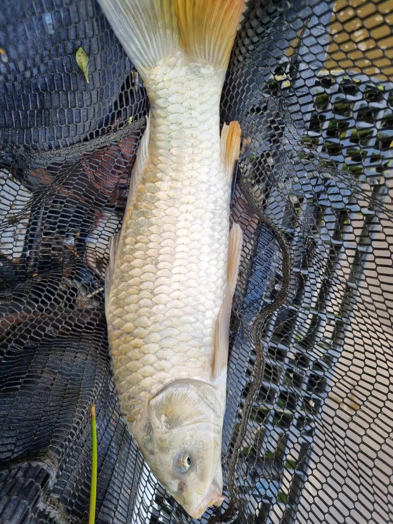 Northmoor Fisheries