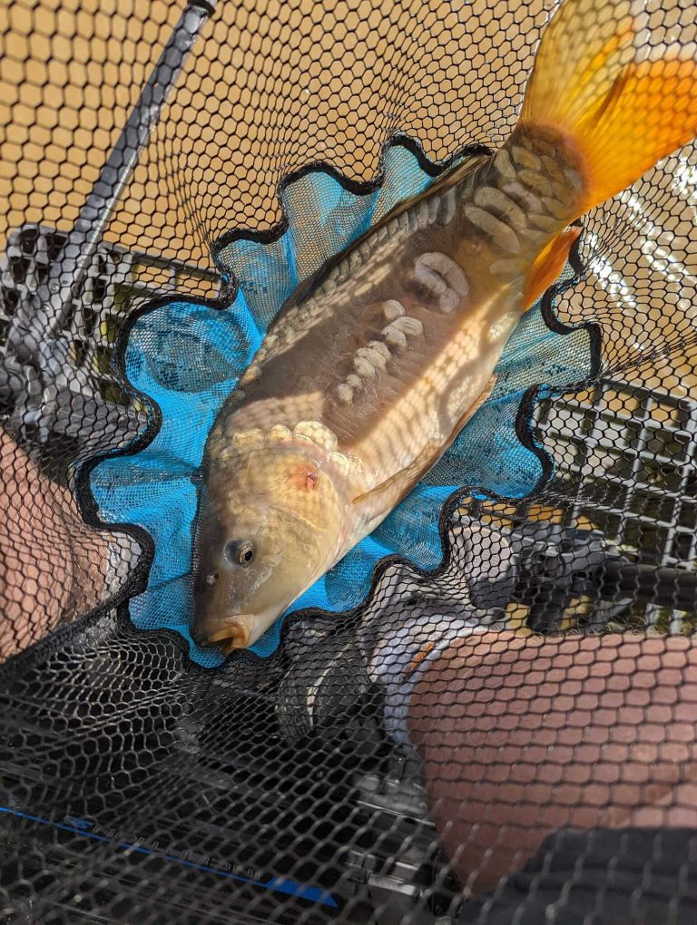 Northmoor Fisheries