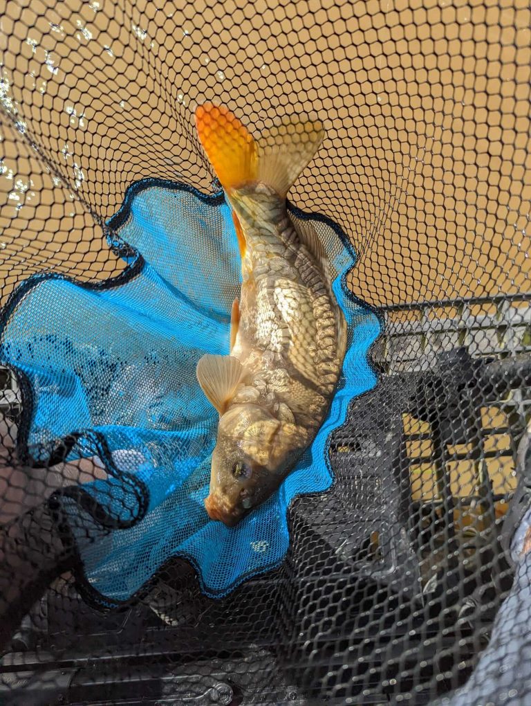 Northmoor Fisheries