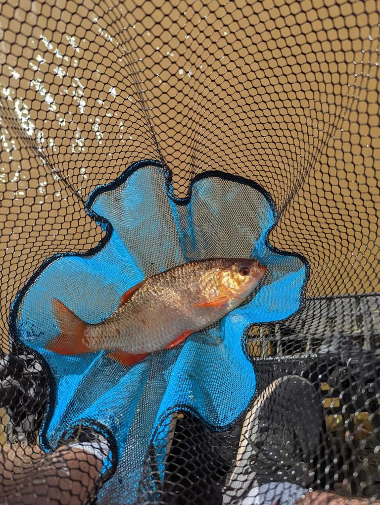 Northmoor Fisheries